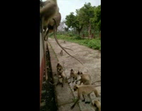 Group of monkeys climb train window grab food