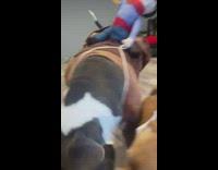 Dog pull away costume from  smaller dog