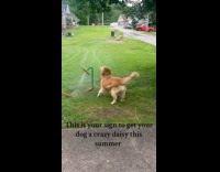 Dog gets crazy over daisy water sprinkler