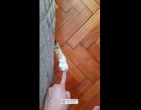 Collab PLC - Cat paws sticks out under the bed