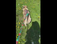 Collab PubityPets - French bulldog on leash runs through field of flowers