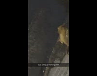 Mouse drinks rainwater on ground 