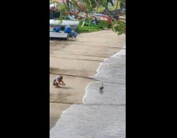 Man takes a picture of a duck at the beach