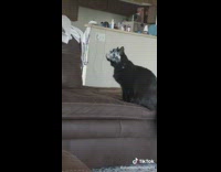 Black cat half white face looks over on couch