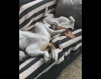 two dogs lounging on back on striped chair
