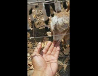 Small brown goat bite finger of guy