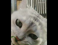 White cat green eyes chews on grass 