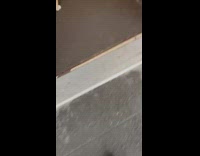 Guy Takes Ferret on a Walk 