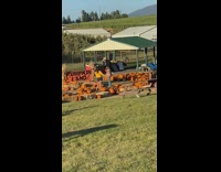 Yellow sweater girl poses pumpkin patch sunset