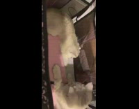 Two white kitten cats touch paws girl 