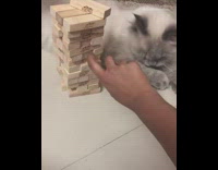 Grey cat takes jenga block out tower