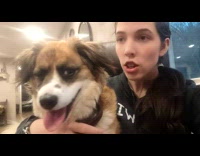 Dog freezes when shush by owner