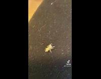 Cute spider on girls leg