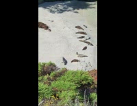 Group of sea lion lie down and rests on the beach