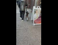 Guy pulls scooter bike with dog on it 