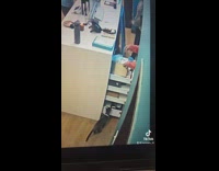 Cat climb on drawer get trapped inside