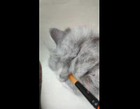 Cat on Ribbon in Papers Sits Still