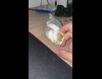 Collab DailyDoseOfInternet - Small yellow parrot gets head pets 