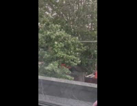 Tree leaves touch power lines make sparks