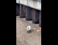 Swan try to eat bagel on bay