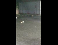 racoons and cats eating trash