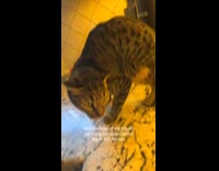 Tripod cat scratching ear with non existent leg