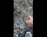 Guy pick up ice formed on gravel