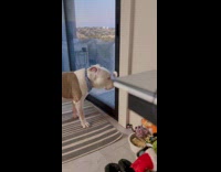 Dog pushes the doggie doorbell near door