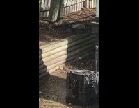 Squirrel in backyard rolls around in dirt 