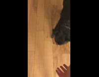 Pet dog tries and fail to catch the ball that bounces in front
