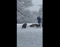 Two husky dogs watch rat costume guy