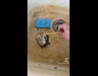 Guy cleaning turtle that he saved on the road in sink