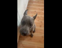 Grey dog gets fed salad chew loudly