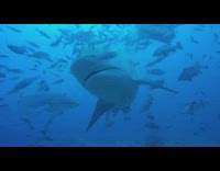 Sharks swim eat fish underwater blue ocean 