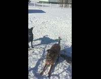 Slowmo Brown Dog Catches Snow Ball In Field