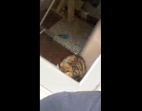 Cat inside house meows at guy outside 