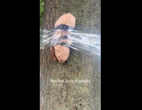 Random object wrapped and covered in tree