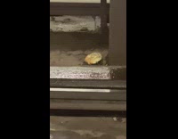 Rat eating bagel between subway tracks