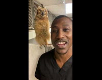 Vet catches brown owl yawning 