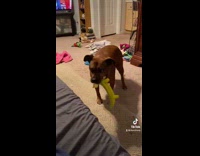 Collab BitchMP - Brown dog is extra gentle with its yellow banana toy 