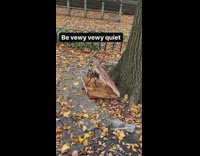 Brown pizza box stick trap sidewalk tree 