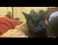 Black cat sitting on girls chest gets scared when guy yells damn 