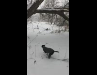 Black Dog with Leash Runs Into Tree In Snow Woods