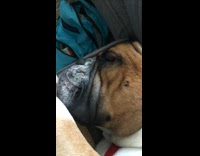 brown english bulldog asleep on sofa 