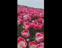 Field of pink tulip flowers day time