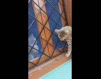 Fluffy Cats Stare at Each Other While One is Outside 