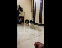 Black and white dogs come to owner