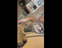 Pet cat asleep stretches its paws