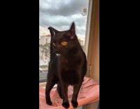 Black cat covered in glitter 