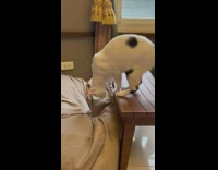 Cat on bench falls onto beanbag 